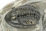Detailed Cornuproetus Trilobite Fossil - Morocco #245263-2